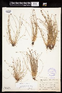 Eleocharis ovata image