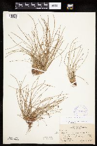 Eleocharis ovata image
