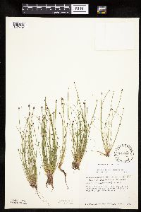 Eleocharis ovata image