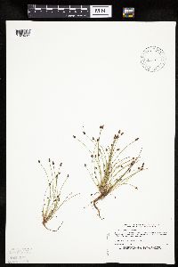 Eleocharis ovata image