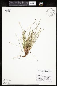 Eleocharis ovata image