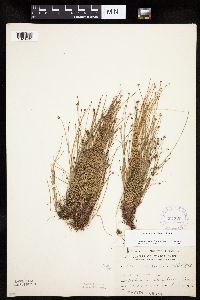 Eleocharis ovata image