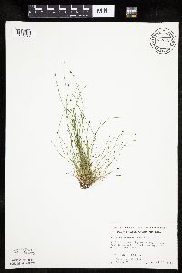 Eleocharis ovata image