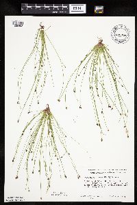 Eleocharis ovata image