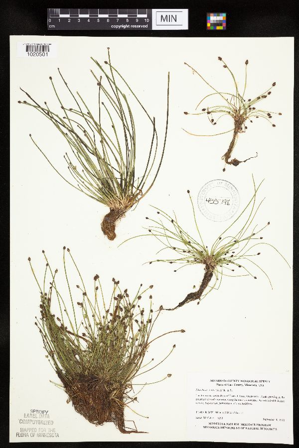 Eleocharis ovata image