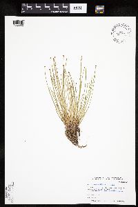 Eleocharis ovata image