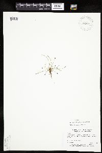 Eleocharis ovata image