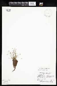 Eleocharis ovata image