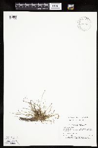 Eleocharis ovata image