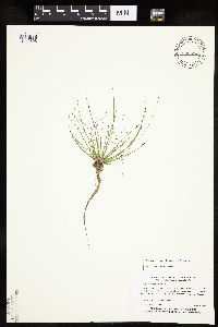 Eleocharis ovata image