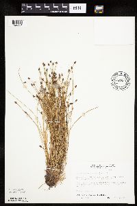 Eleocharis ovata image