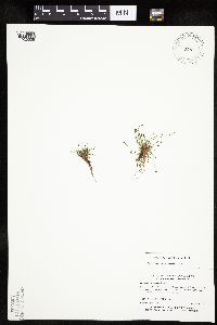Eleocharis ovata image
