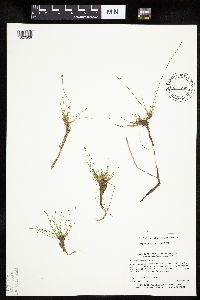 Eleocharis ovata image