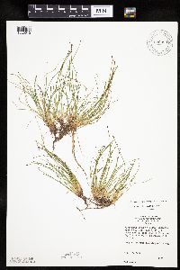 Eleocharis ovata image