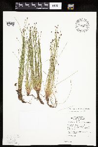 Eleocharis ovata image