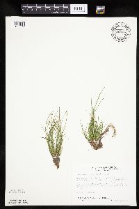 Eleocharis ovata image