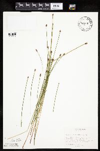 Eleocharis ovata image