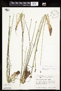 Eleocharis ovata image