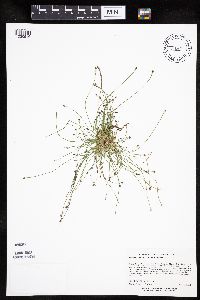 Eleocharis ovata image