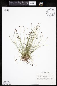 Eleocharis ovata image