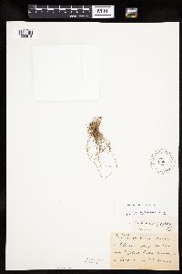 Eleocharis ovata image