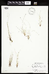 Eleocharis ovata image