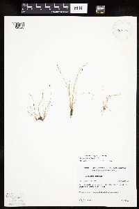 Eleocharis ovata image