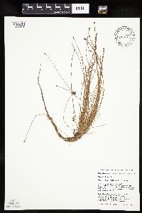 Eleocharis ovata image