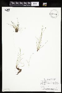 Eleocharis ovata image