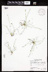 Eleocharis ovata image