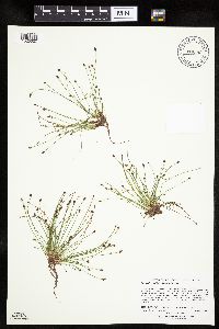 Eleocharis ovata image