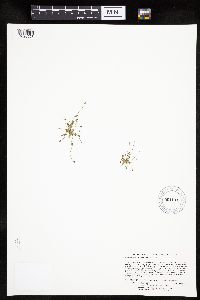 Eleocharis ovata image