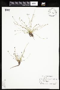 Eleocharis ovata image