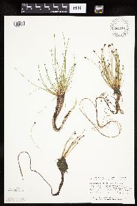 Eleocharis ovata image
