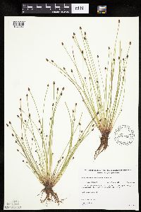 Eleocharis ovata image