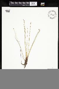 Eleocharis ovata image