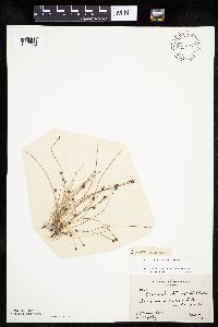 Eleocharis ovata image