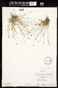 Eleocharis ovata image