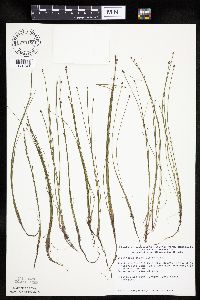 Eleocharis ovata image