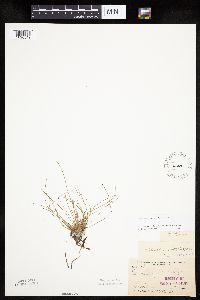 Eleocharis ovata image