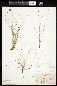 Eleocharis ovata image