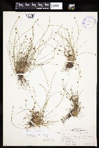 Eleocharis ovata image