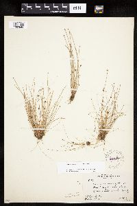 Eleocharis ovata image