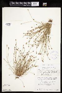 Eleocharis ovata image