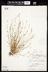 Eleocharis ovata image