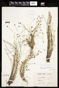 Eleocharis ovata image