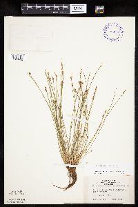 Eleocharis ovata image