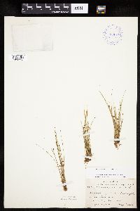 Eleocharis ovata image
