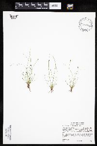 Eleocharis ovata image