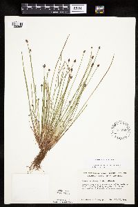 Eleocharis ovata image